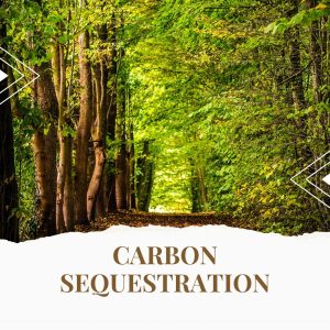 Carbon Sequestration: A Powerful Weapon in the Fight Against Climate Change
