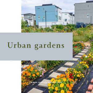 Urban Gardens: Blooming in the Concrete Jungle