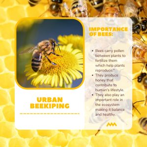 Urban Beekeeping